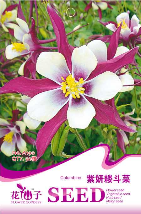 紫妍耧斗菜